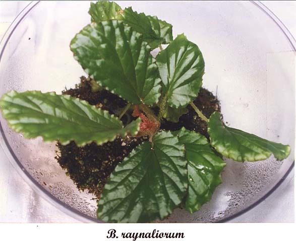 B. ciliobracteata